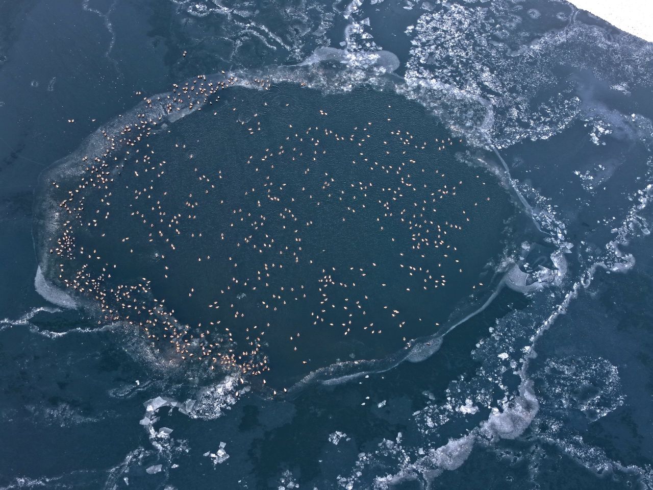 Hunderte Stockenten am Tressower See