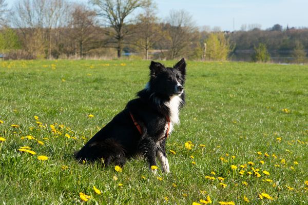 Ferien mit Hund am Tressower See
